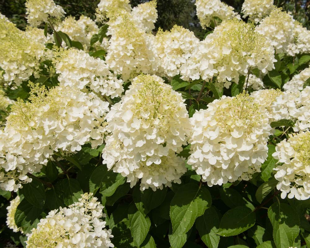 Ağaç Ortanca Hydrangea Paniculata ''Silver Dolar''