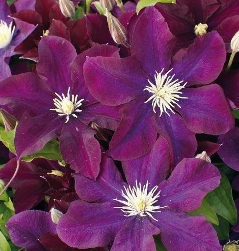 Clematis Warszawska Nike 