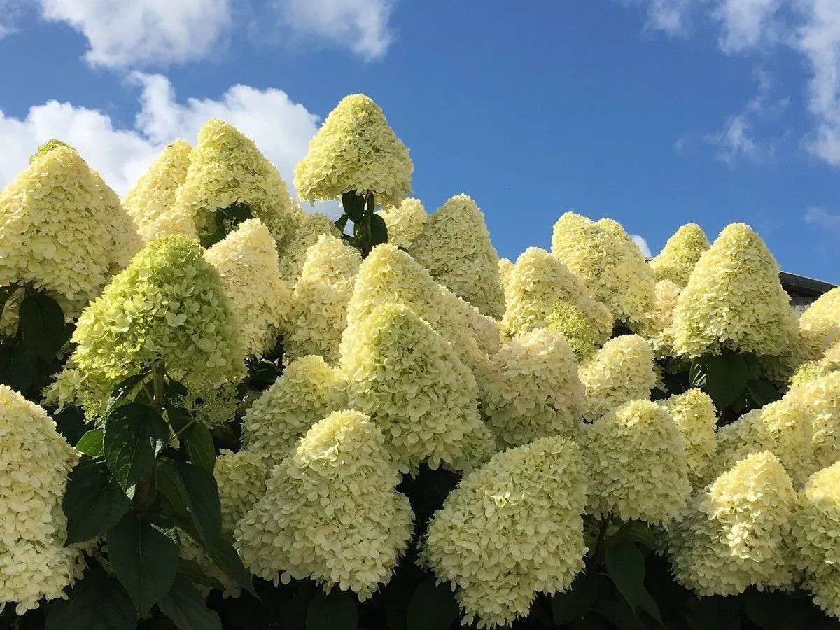 Ağaç Ortanca Hydrangea Paniculata  "Limelight"