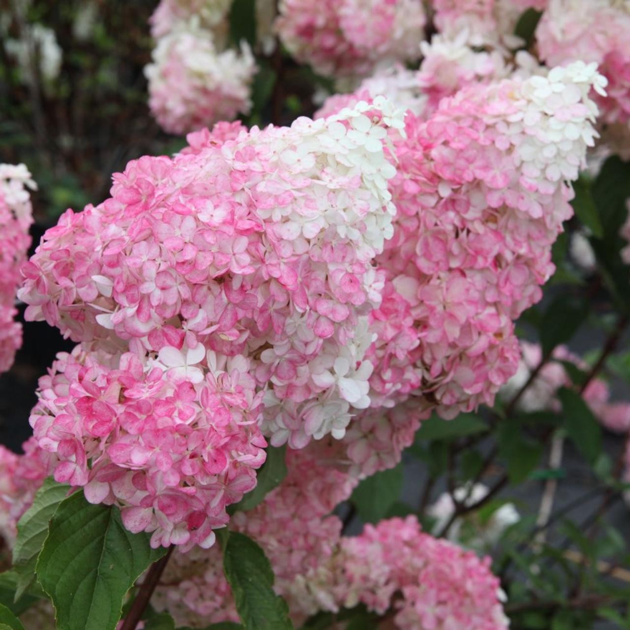 Ağaç Ortanca Hydrangea Paniculata ''Vanilla Fraise''