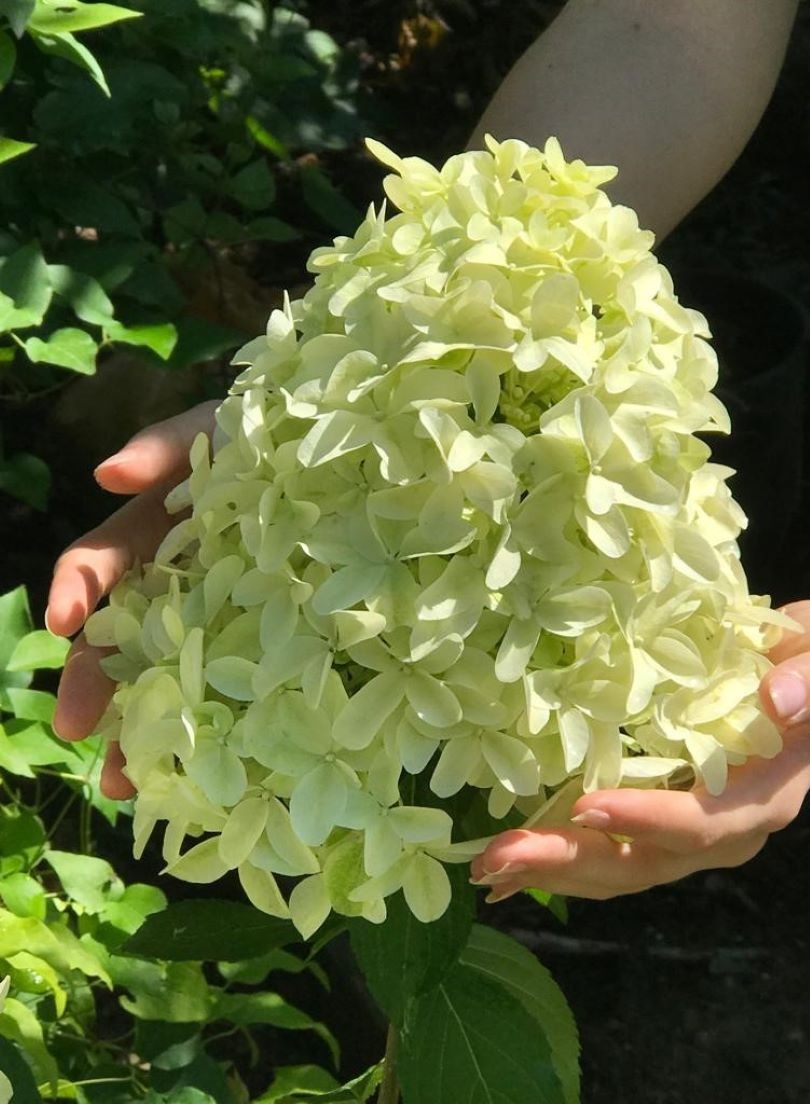 Ağaç Ortanca Hydrangea Paniculata "SKYFALL"