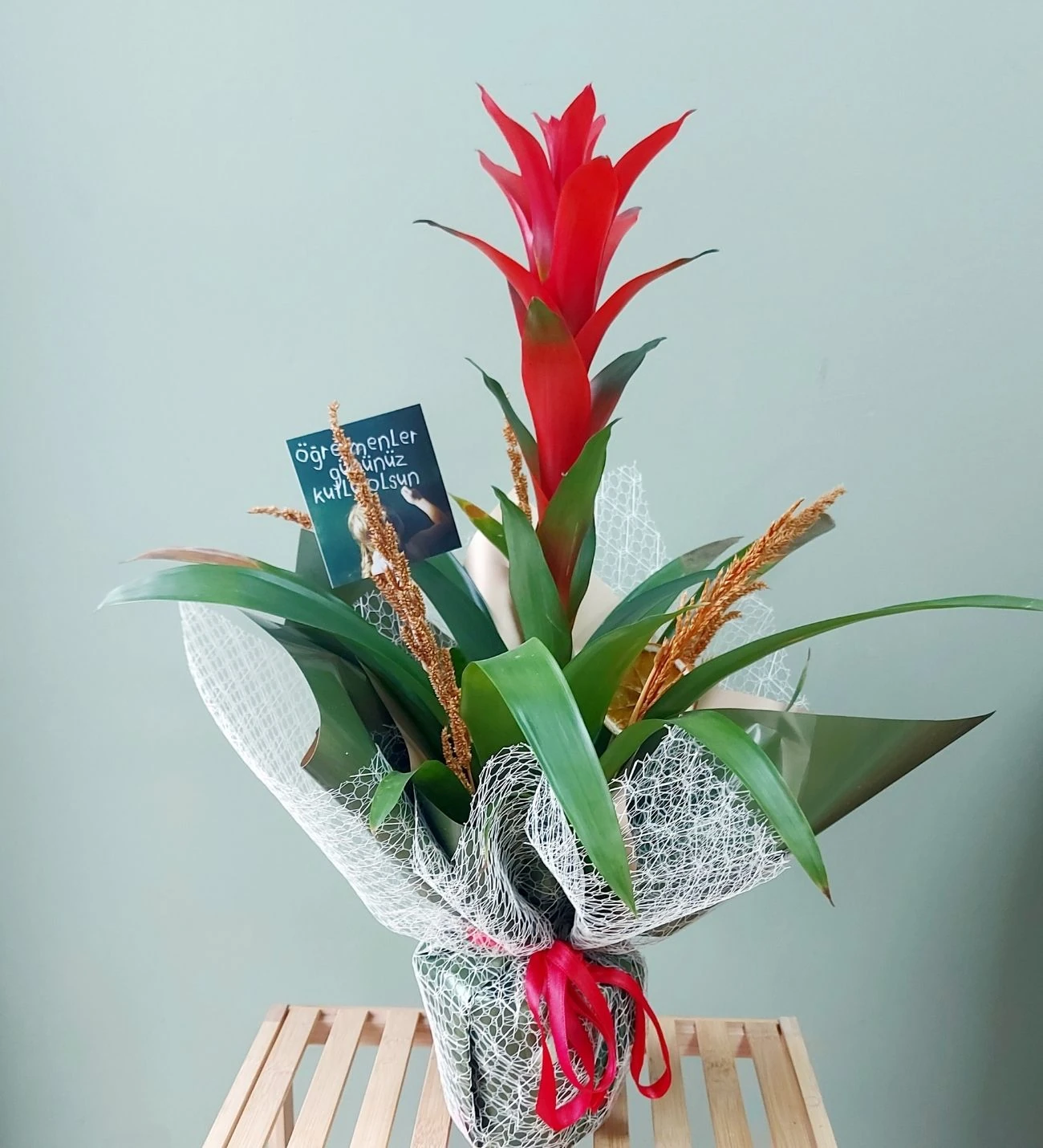 Guzmanya Çiçeği – Enerji, Renk ve Zarafetin Buluştuğu Tropikal Güzellik