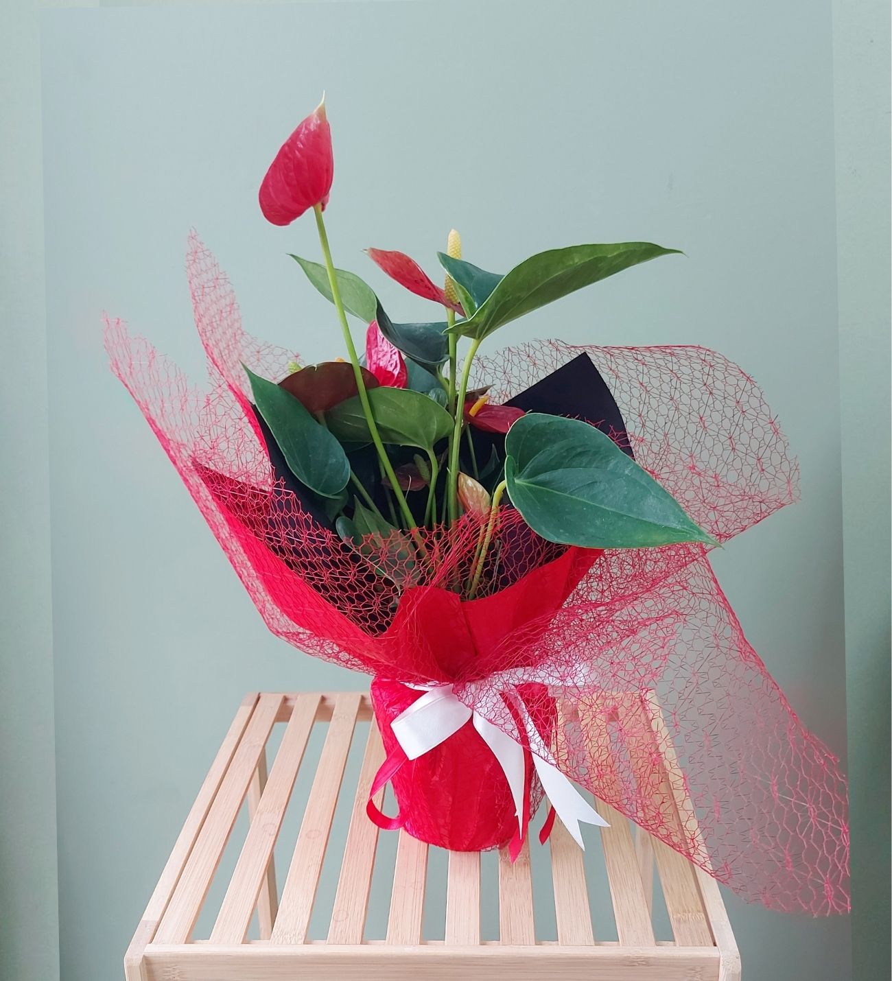 Antoryum Çiçeği – Zarafetin ve Sevginin En Şık Hâli