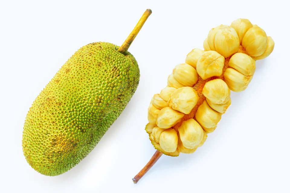 Cempedak