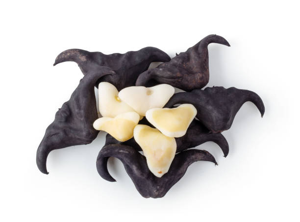 Buffalo kestanesi (Buffalo chestnut)
