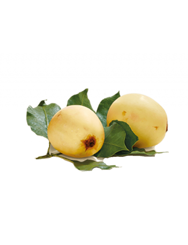 Marula