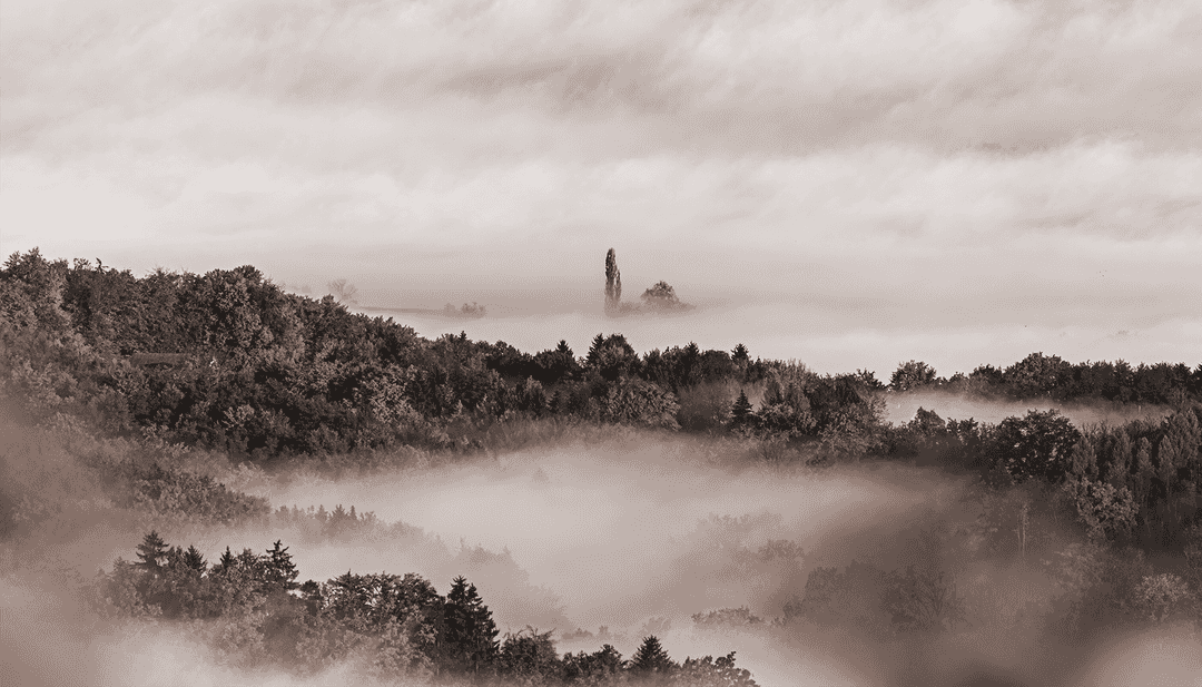 Foggy forest landscape
