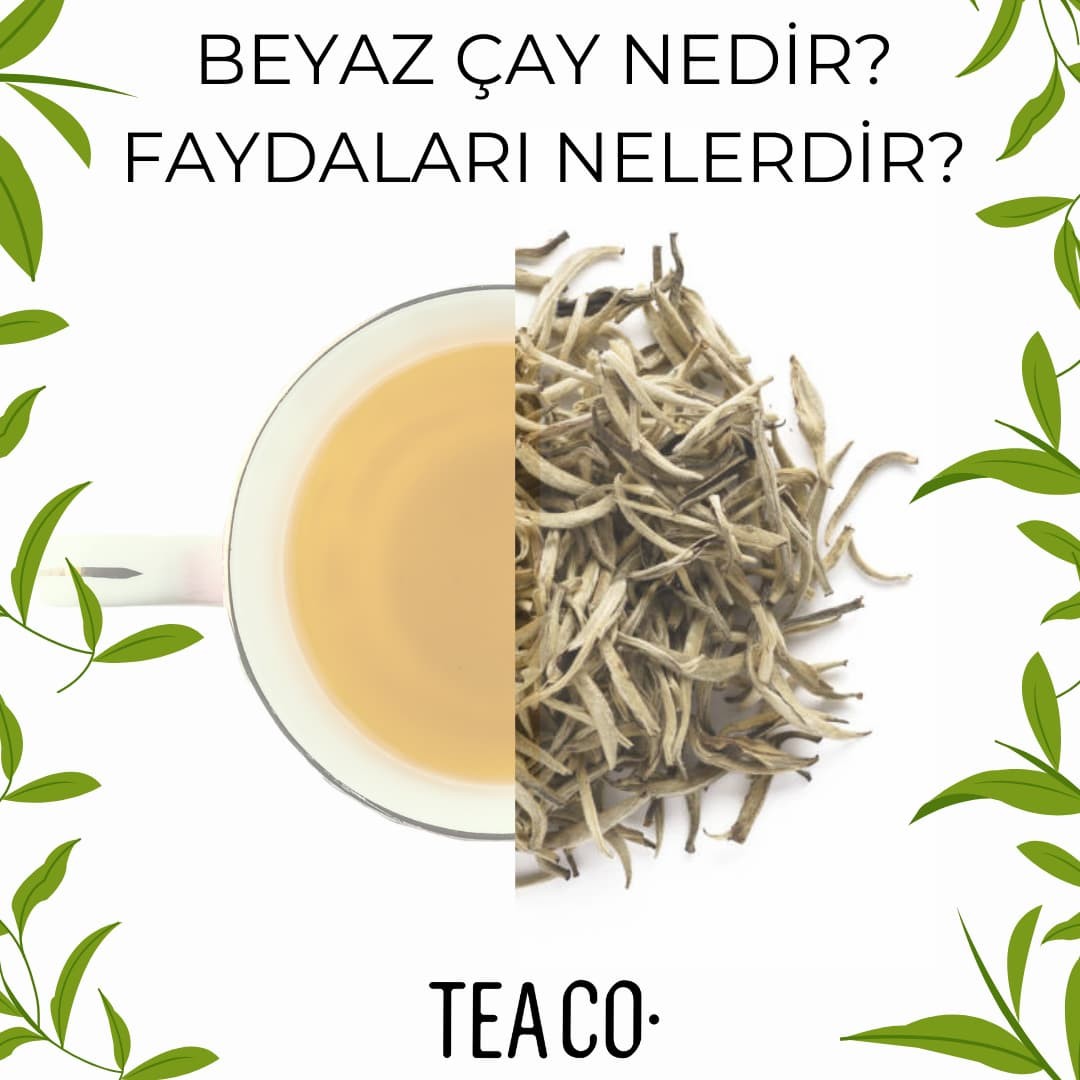 Beyaz Çay Nedir? Faydaları Nelerdir?