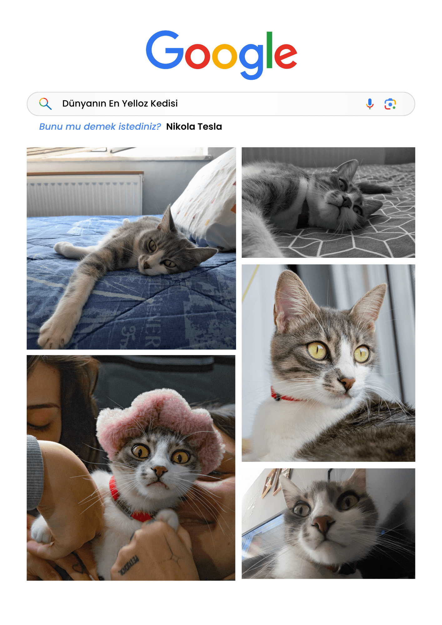Evcil Hayvan Google Temalı Poster Tablo image