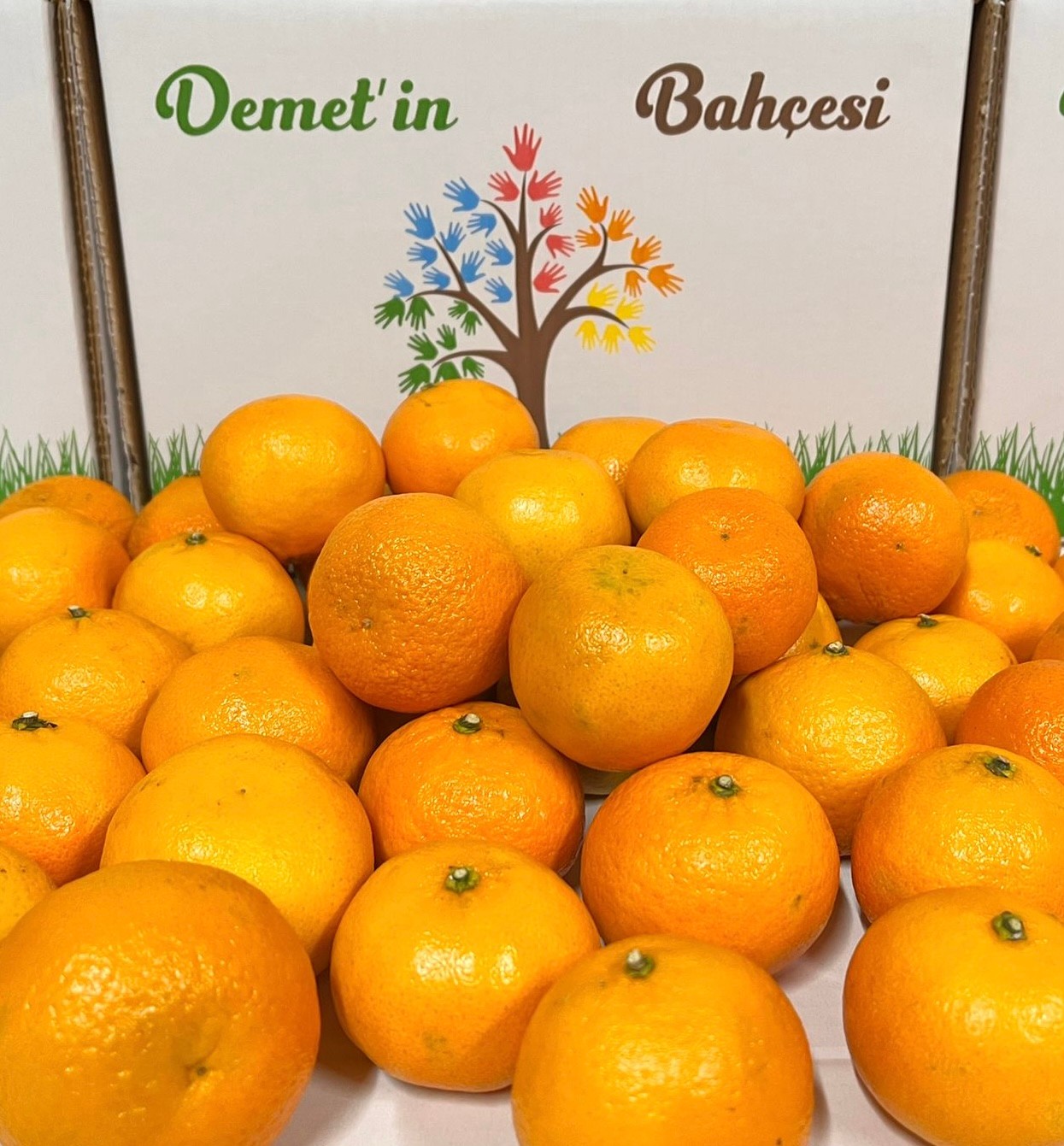 Octubrina Mandalina (15 kg)