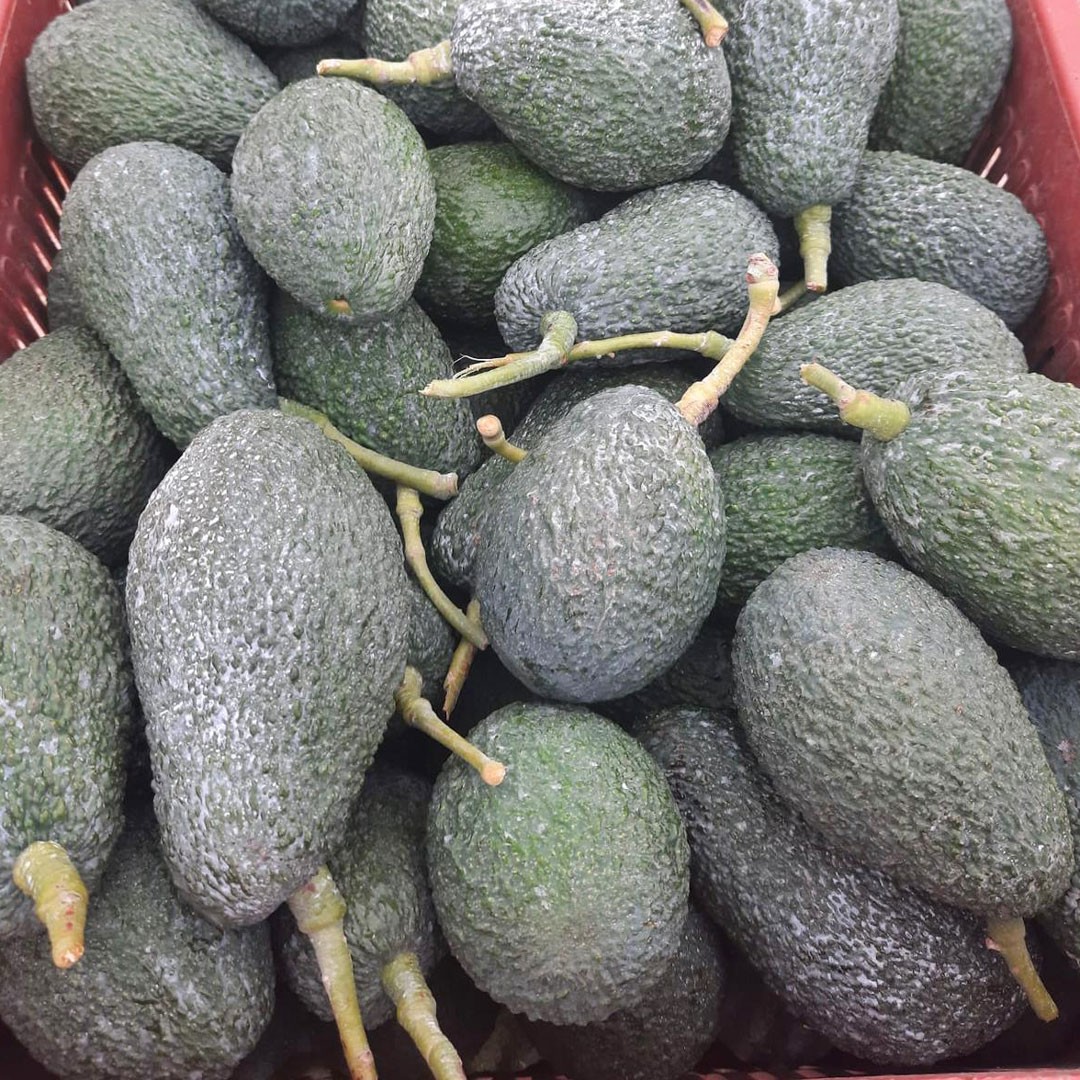 Avokado - Rit (3 kg)