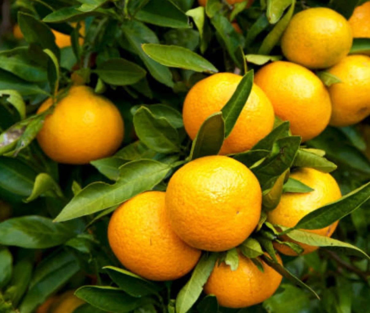 Satsuma Mandalina 5kg