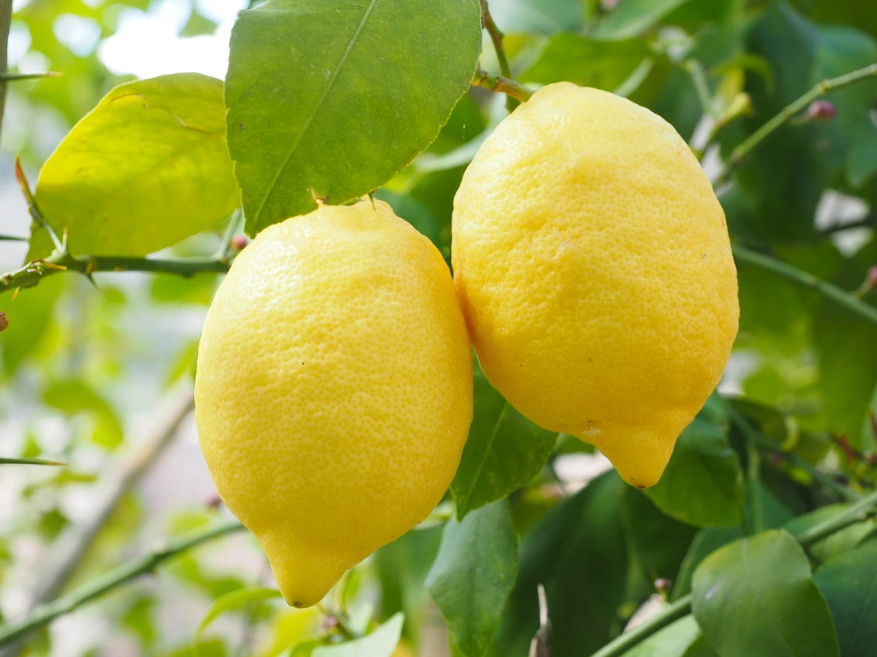 Enterdonat Limon (5 kg)