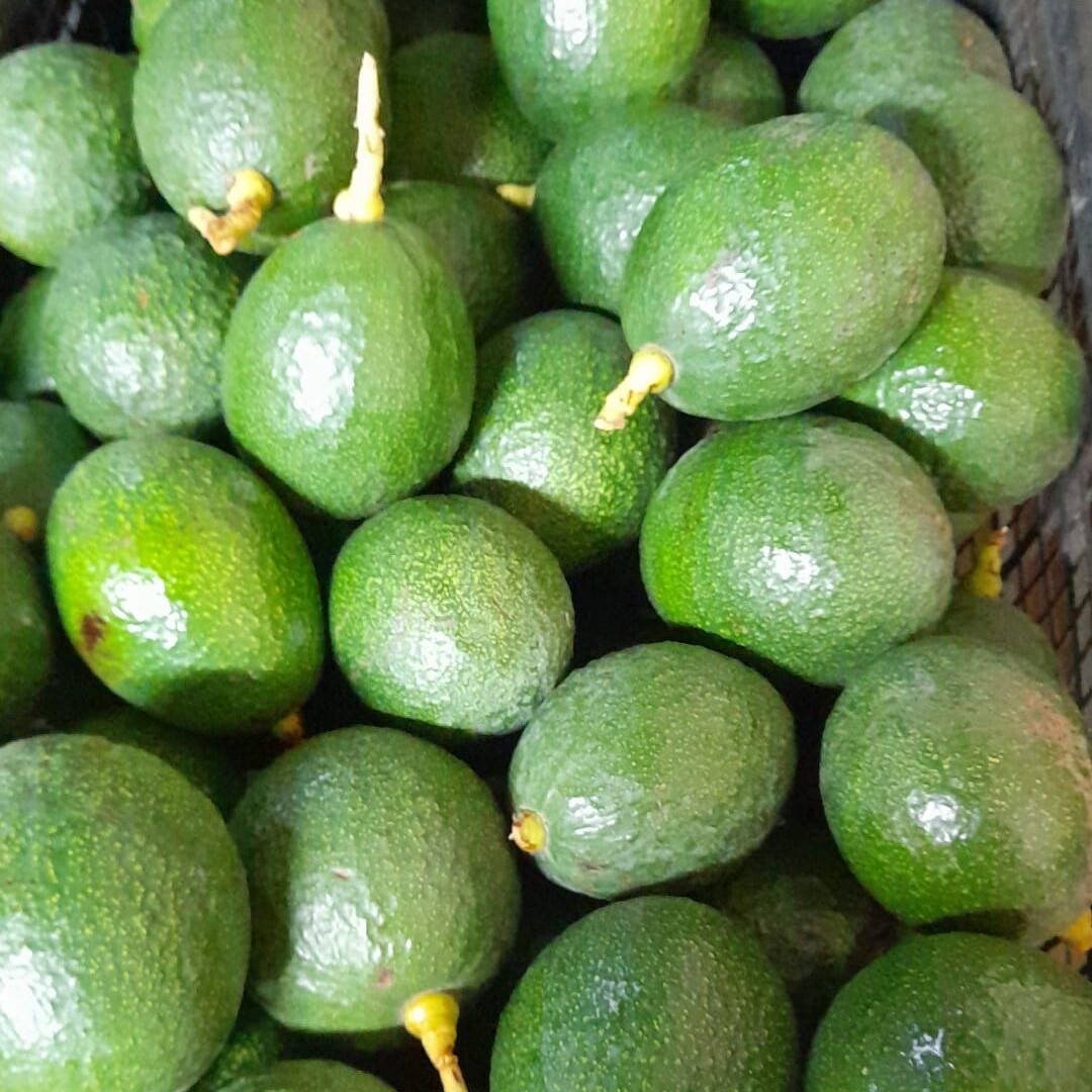 Avokado - Rit (3 kg)