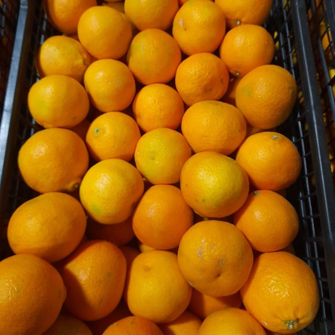 Clementine Mandalina (1 kg)