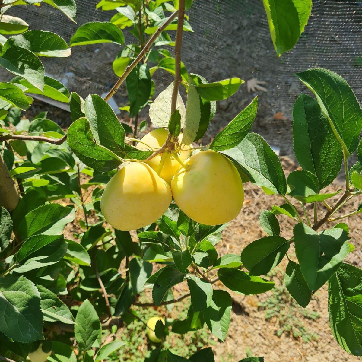 Golden Elma (1 kg)
