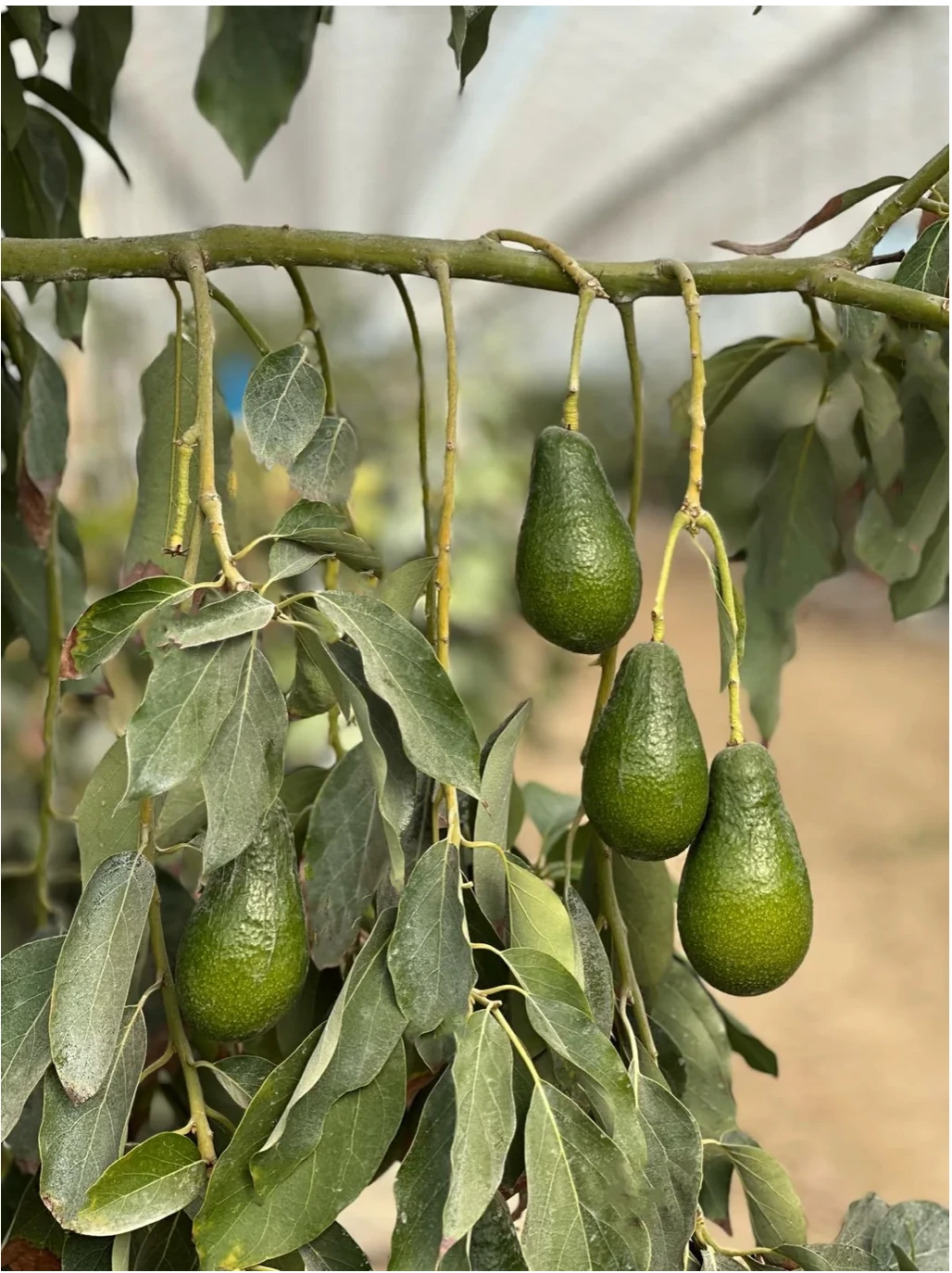 Avokado - Ettinger (adet) "300g >"