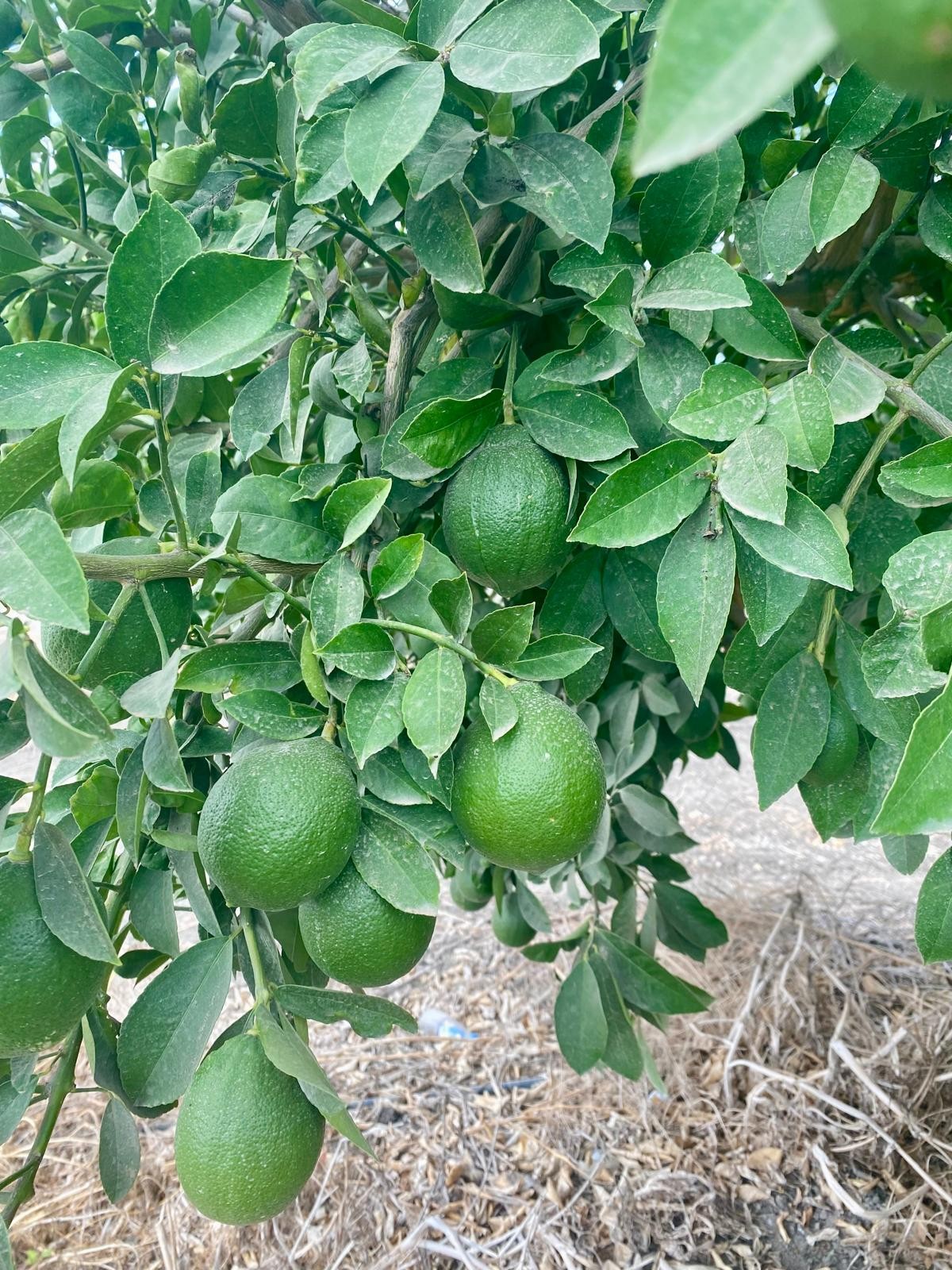 Meyer(Mayer) Limon 5 kg