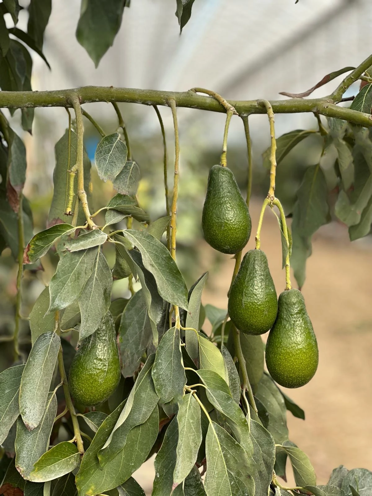 Avokado - Ettinger (15 adet)