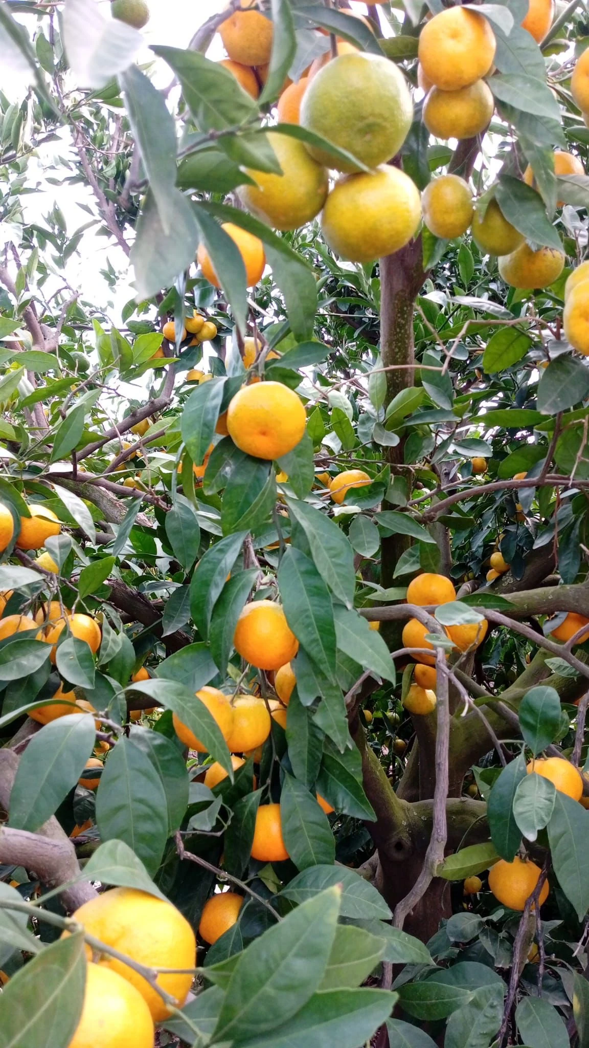 Satsuma Mandalina 20kg