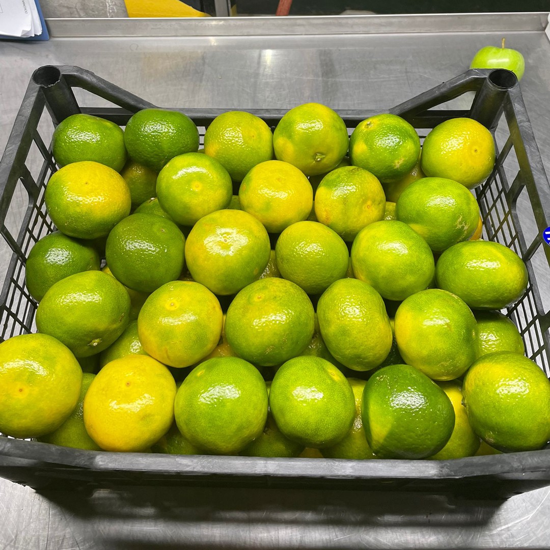 Okitsu Mandalina (15 kg)