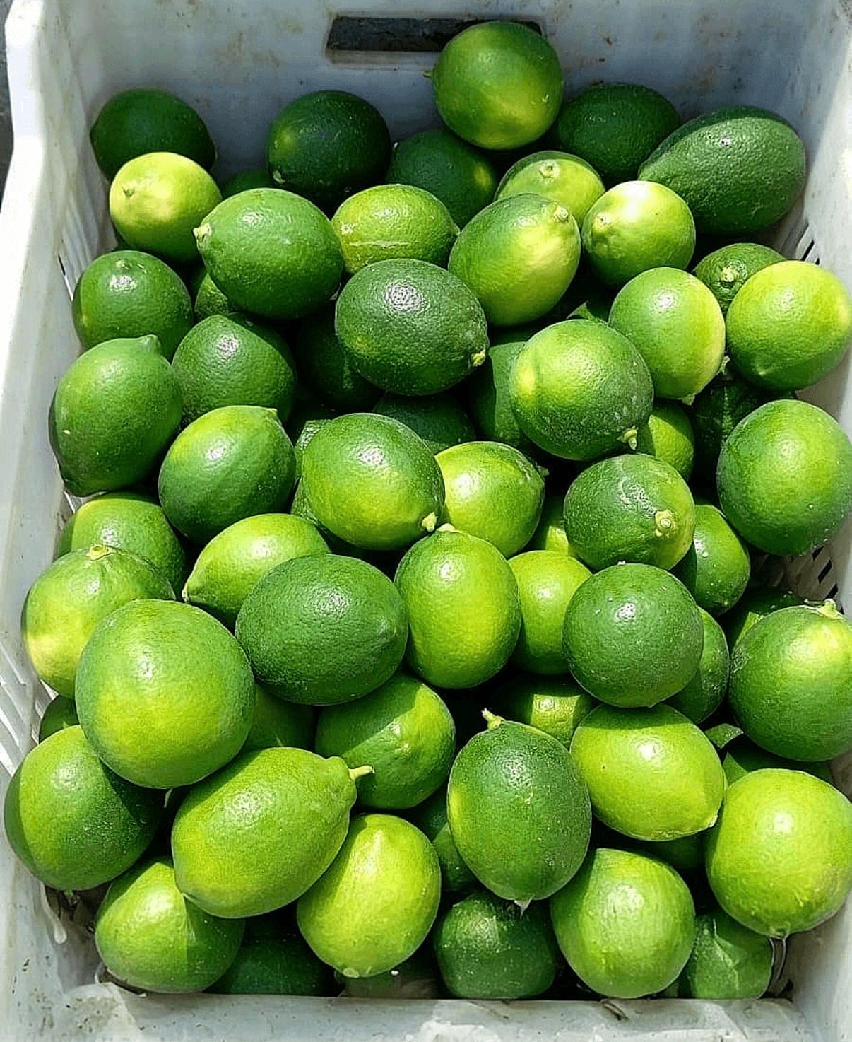 Meyer(Mayer) Limon 3 kg