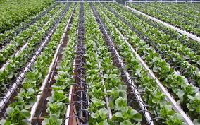 Damlama borusunda basınç kaybı