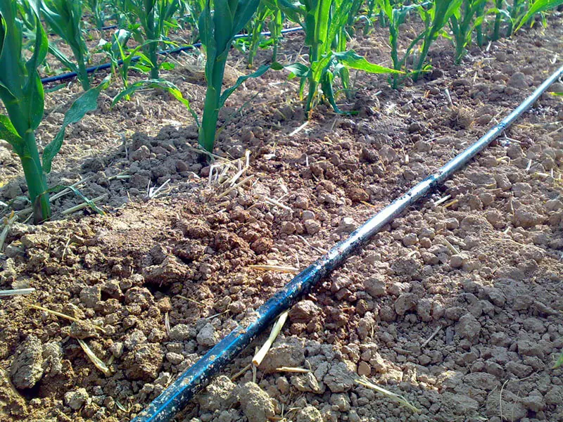 Damlama borusunda basınç kaybı