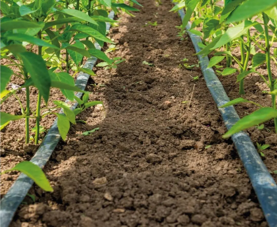 Damlama borusunda basınç kaybı