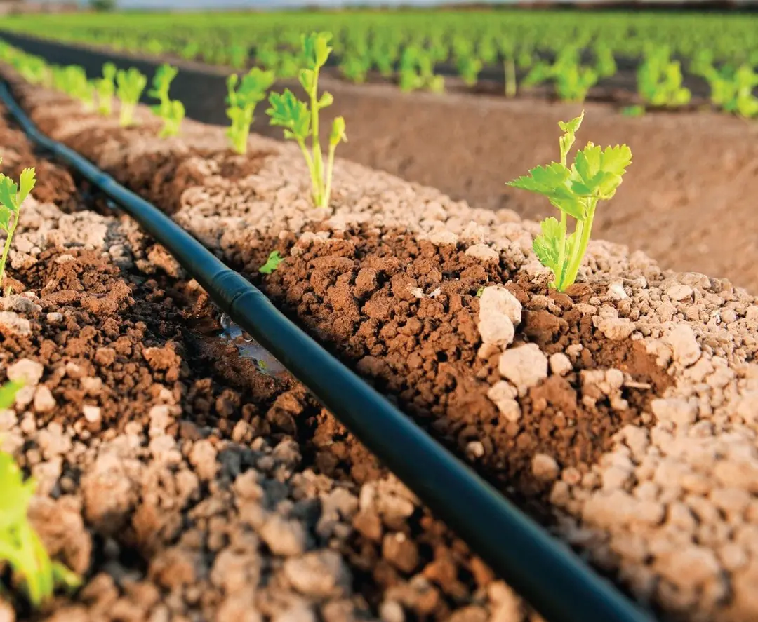 Damlama borusu fiyatları / dekar başına maliyet