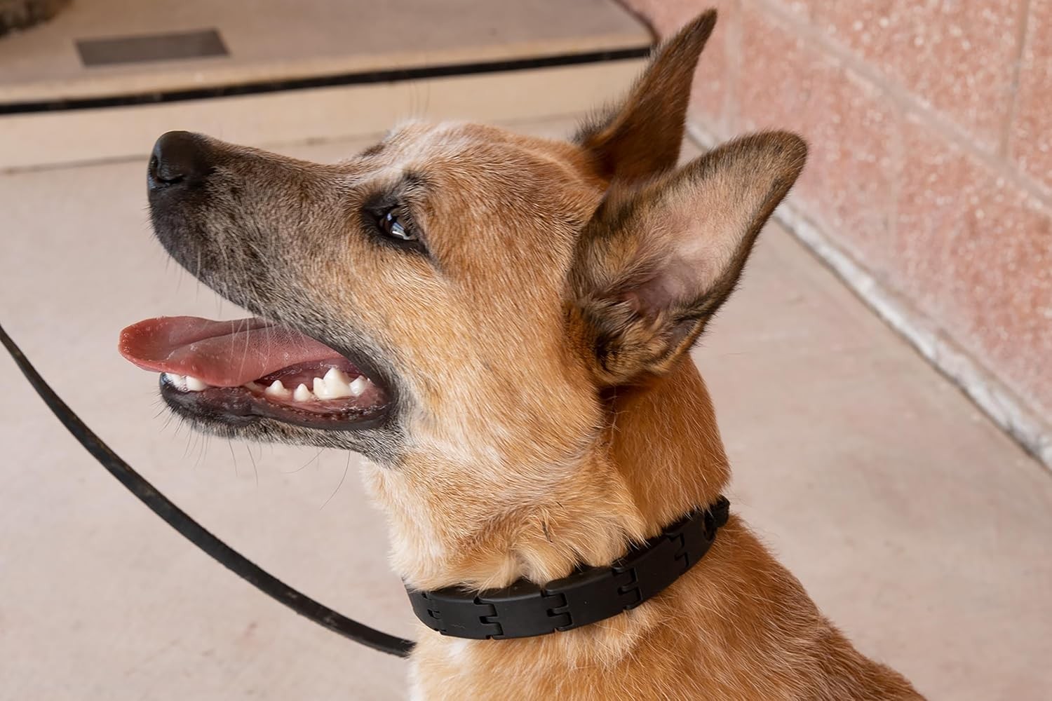 Starmark Pro Training Collar Köpek Eğitim Tasması Small 