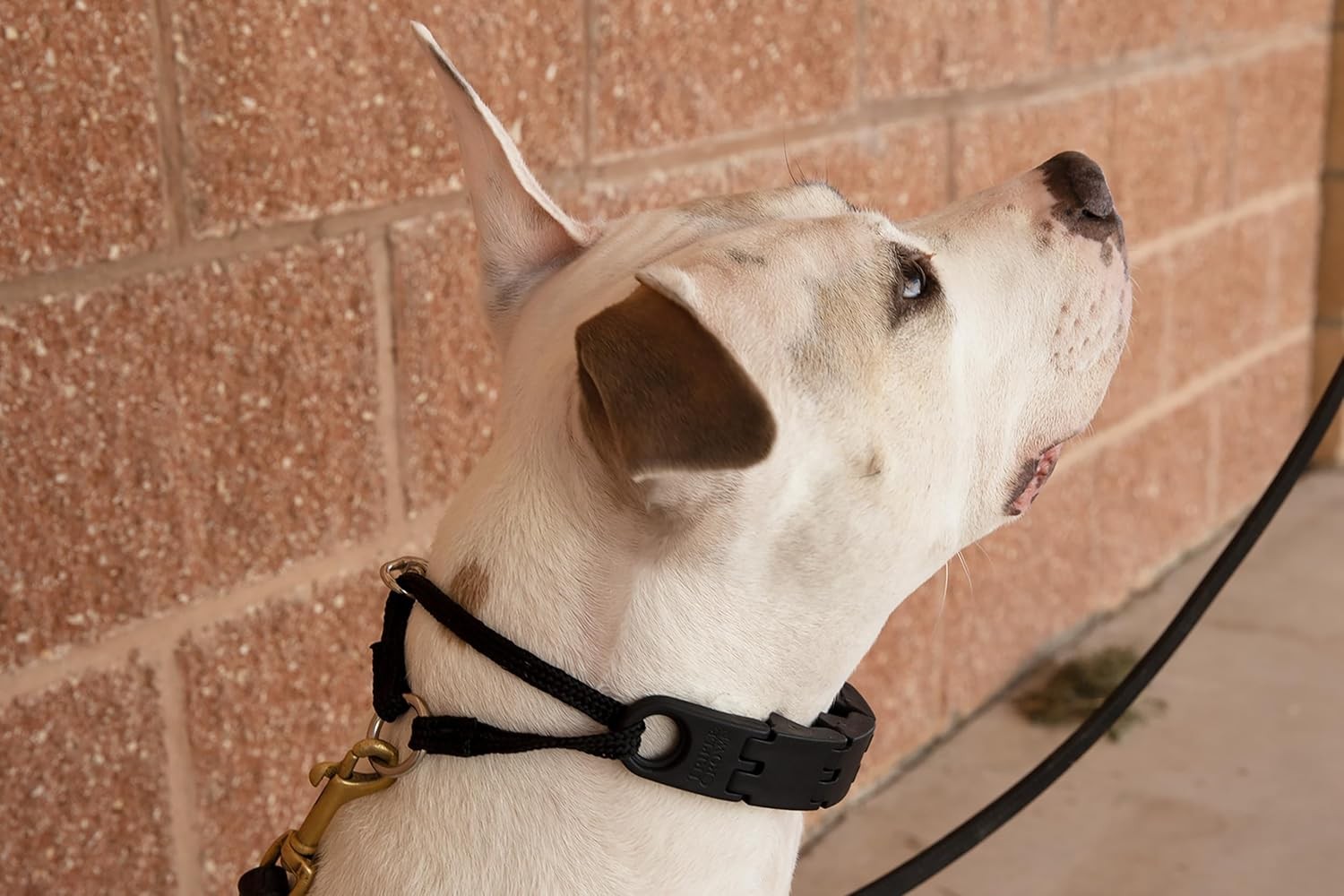 Starmark Pro Training Collar Köpek Eğitim Tasması Large