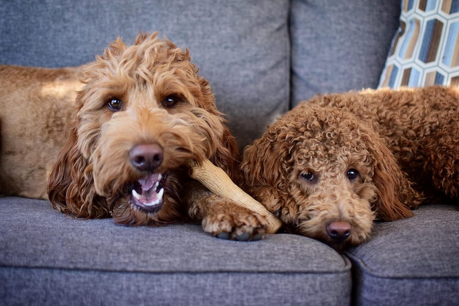 Petstages Durable Sticks Ağaç Dalı Şeklinde Oyun Kemiği Small 