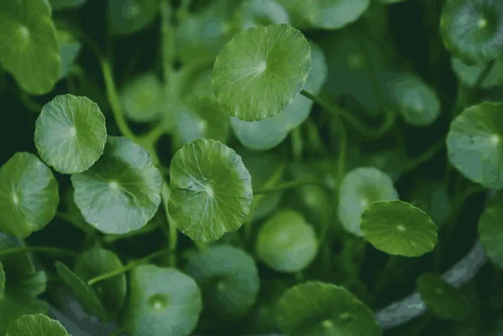 Centella Asiatica Nedir? Centella Ne İşe Yarar?