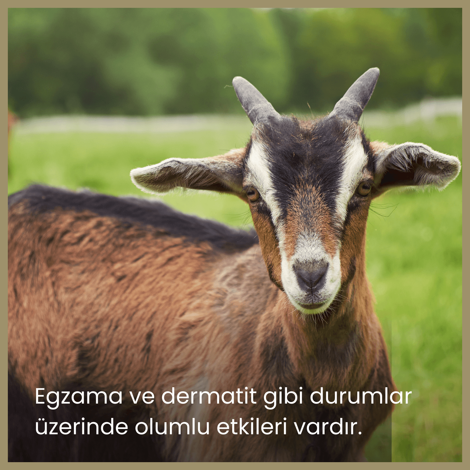 Keçi Sütü İçeren Doğal Süngerli Sabun | 120 gr