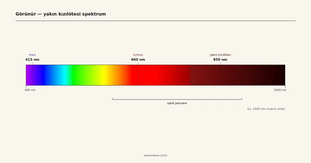 415 nm yüzeyde kalır. 850 nm optik pencereden geçer.