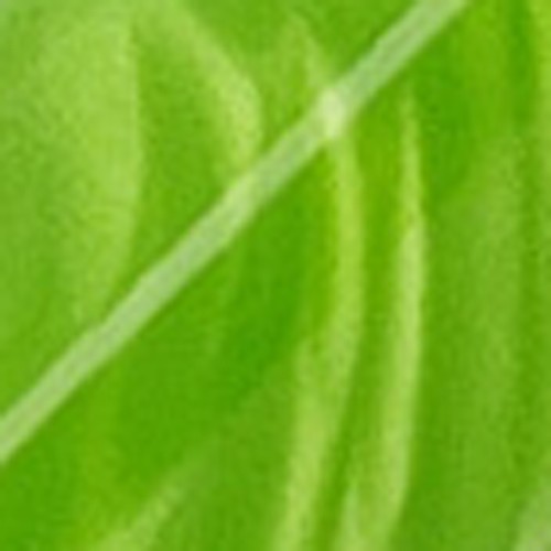 Green Mamba