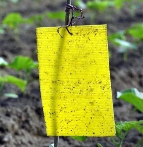 Bayer Sarı Yapışkan 10lu