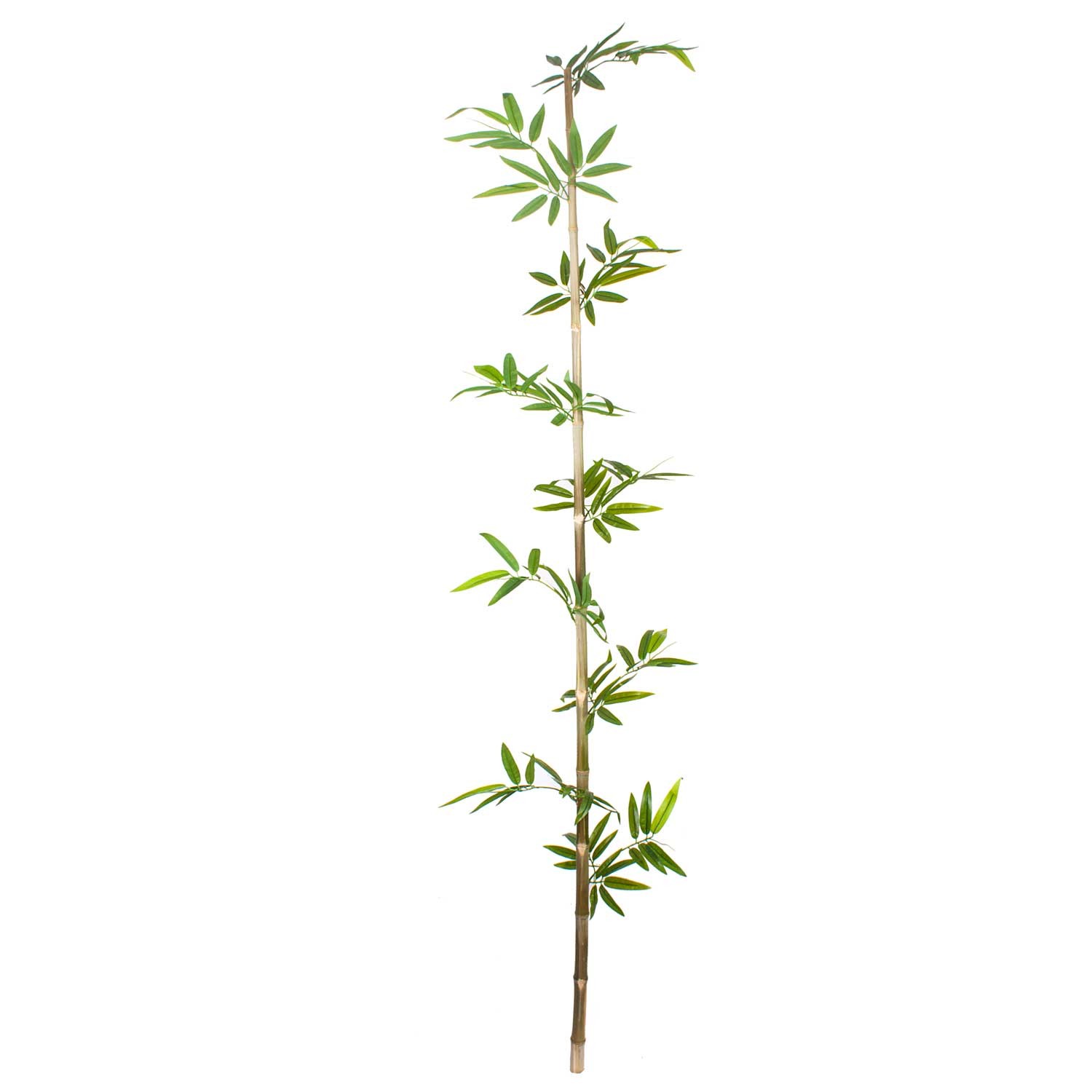 Bambu Çubuk Yapraklı 2.5m