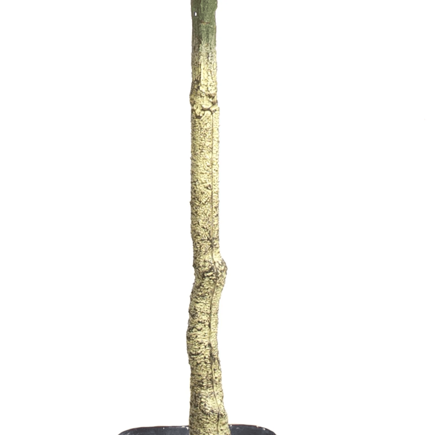 Yapay Mango Ağacı 175cm Yeşil