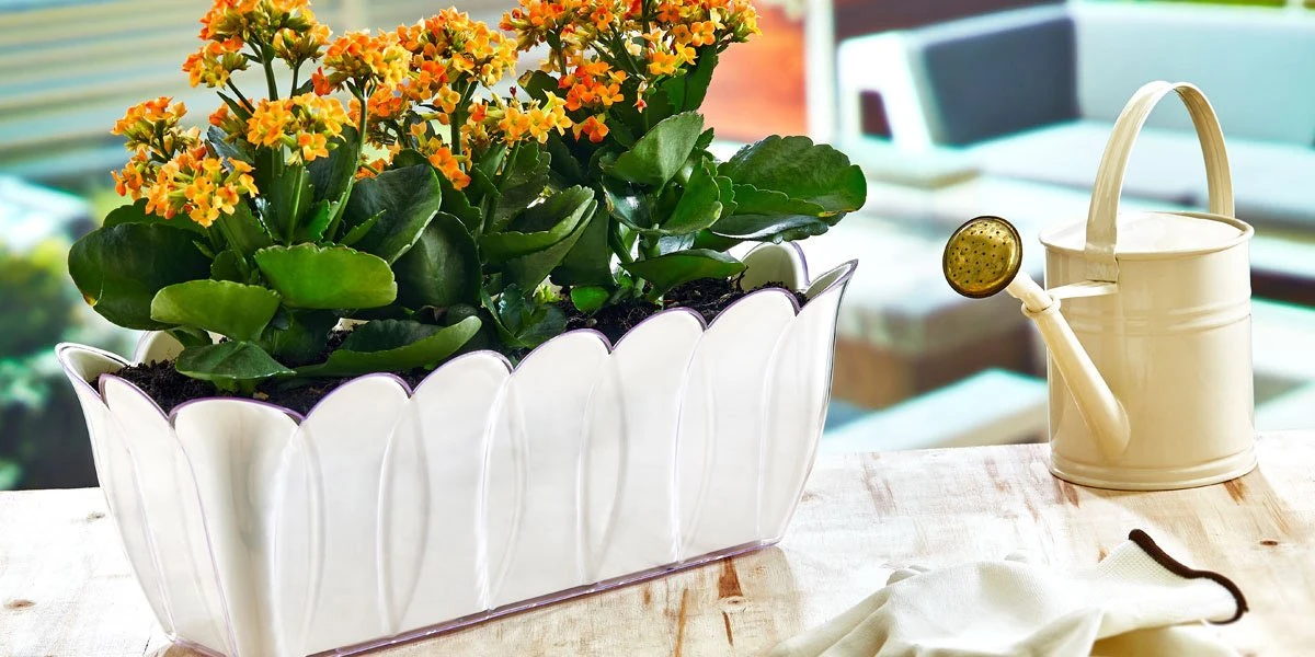 Çiftli Lale Balkon Saksı Beyaz