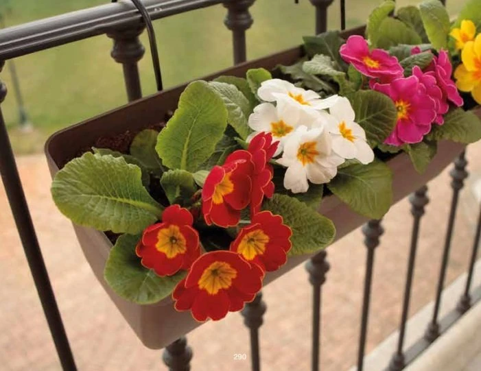 Lolego Saksı Pencere Önü Askılı Kahve