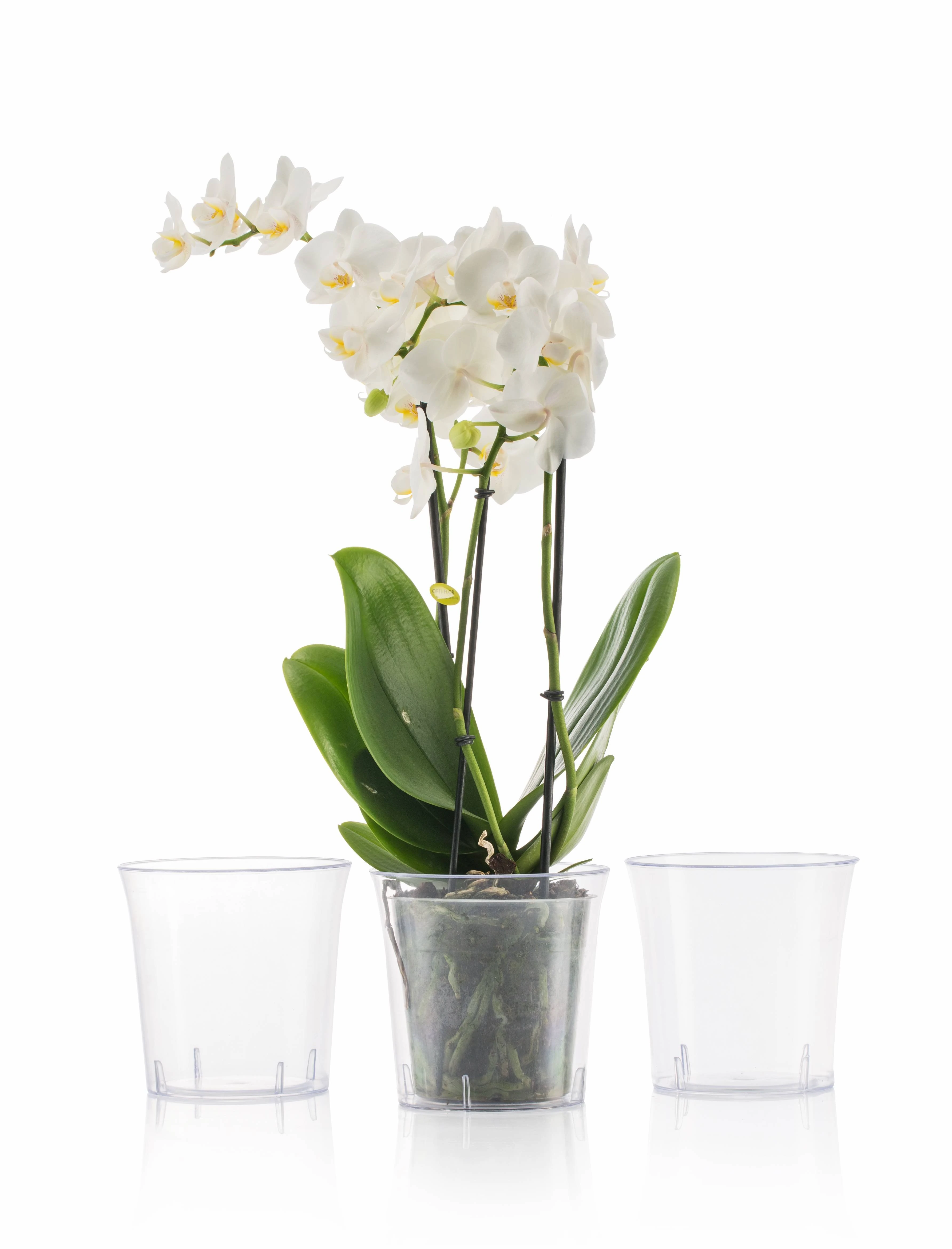 Vanda Tabaklı Orkide SaksıŞeffaf 2,2Lt