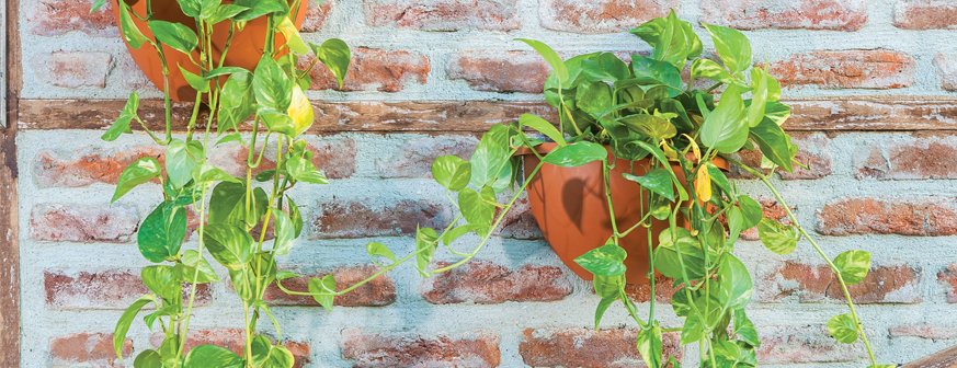 Damla Duvar 2,4 lt No 2