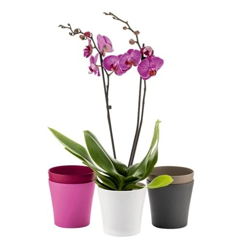 Gardenya Orkide Saksı 1,2Lt Pembe