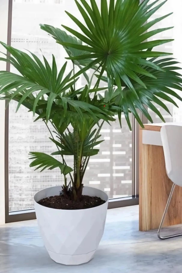 SAKSI YAKAMOZ 15L BEYAZ