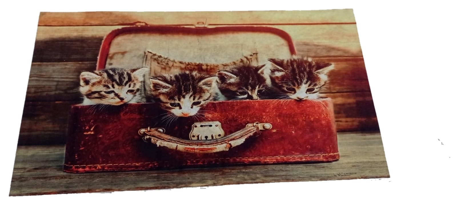 Digital Paspas Pvc Taban 40*70cm Kedi Desen