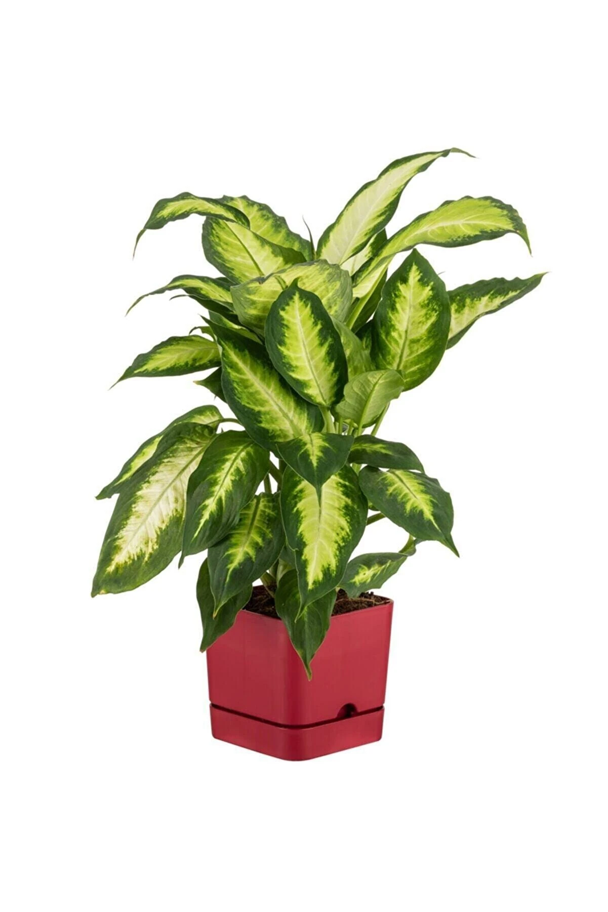 Begonya Kare Saksı 2,3Lt Bordo