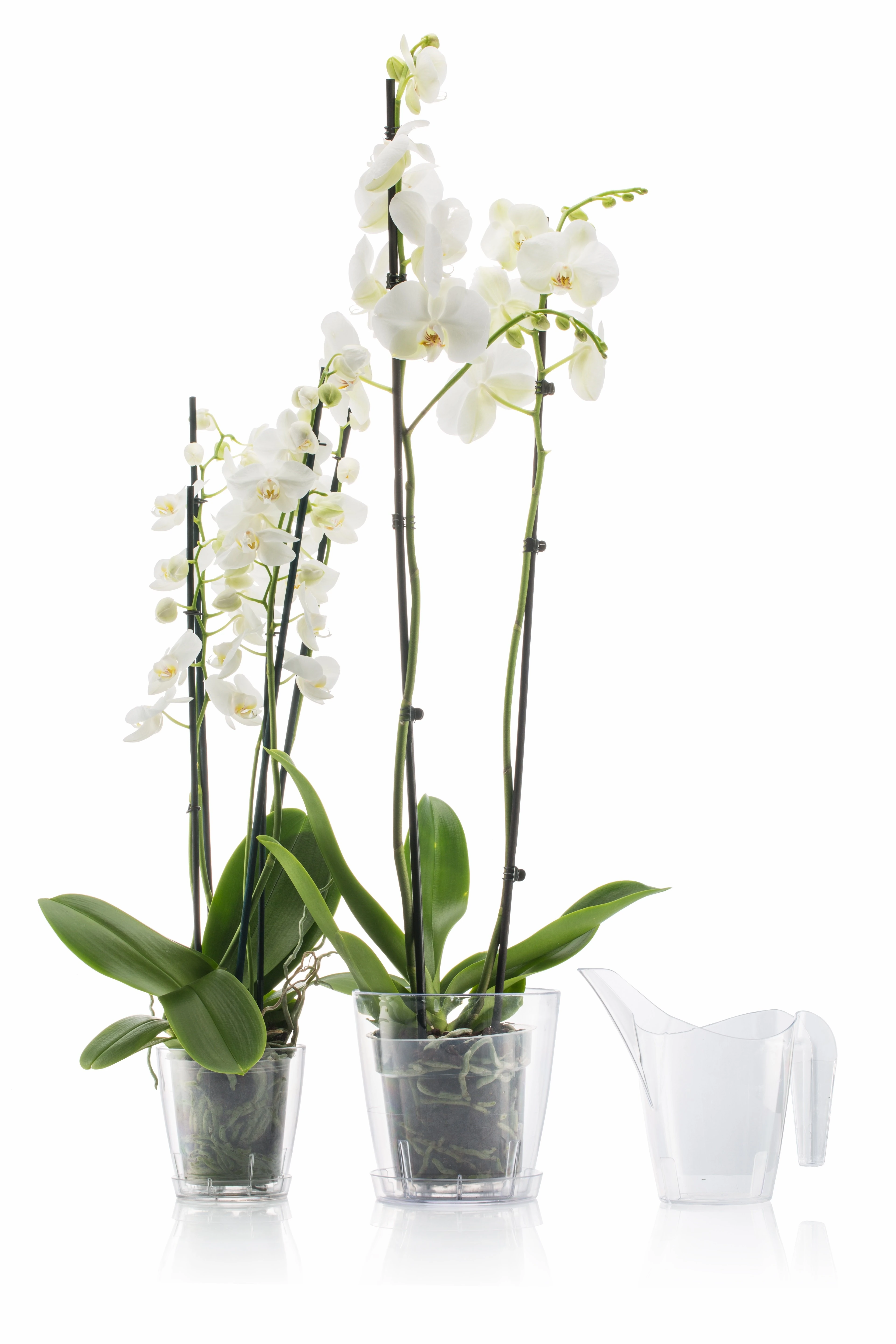 Vanda Life Orkide Sulama Kabı Şeffaf 1,2Lt