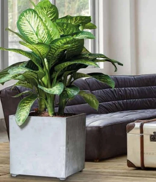 Nova Vita Saksı Küp Deliksiz A.Gri 40x40cm